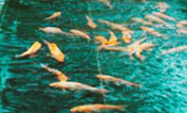 景觀園林設計?幾種常見的構思方法